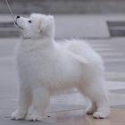 毕节哪里有出售萨摩耶幼犬宝宝 定时做疫苗和驱虫 公