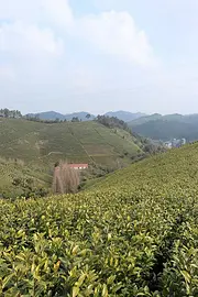 春暖花开 安吉白茶苏醒 好茶 值得等待