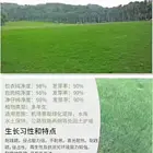 日照新的早熟禾草籽供应商