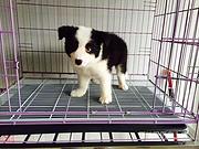 白山泰迪养殖基地知名泰迪犬舍