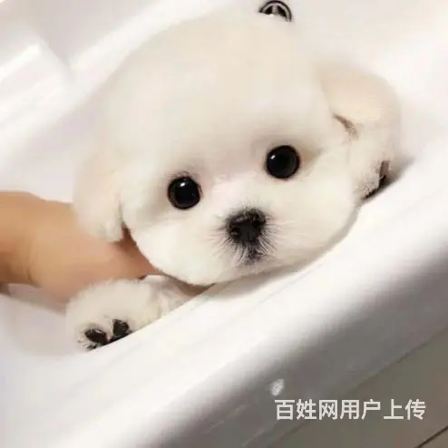 黄石比熊出名犬舍_比熊在哪里买靠谱的图片
