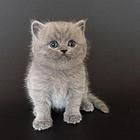 渭南蓝猫基地◆卖蓝猫的地方