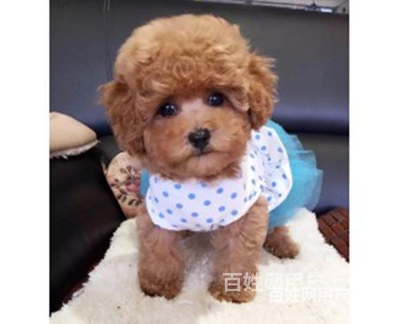 天水哪里卖泰迪狗狗纯种泰迪到底多少钱一只的图片