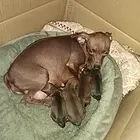 个人喂养小鹿犬，干净好打理，