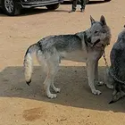 捷克狼对外借配