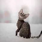本地哪里有卖德文卷毛猫的 德文成年多重 包纯种健康