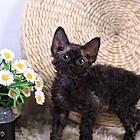 哪里有德文卷毛猫卖的 卷毛猫多少钱 卷毛猫好养吗
