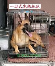 织金宠物托运{猫咪狗狗}承接所有活体邮寄空运/陆运高效率/今