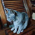 自家养的猫猫大猫成猫
