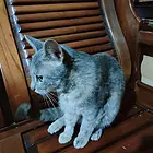 自家养的猫猫大猫成猫