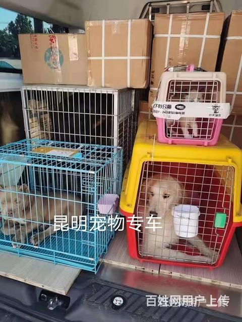 织金县宠物托运（猫咪狗狗）邮寄（承接所有活体运输）今日/推荐的图片