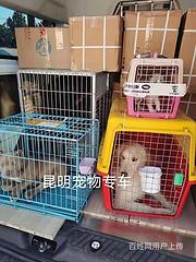 织金县宠物托运（猫咪狗狗）邮寄（承接所有活体运输）今日/推荐
