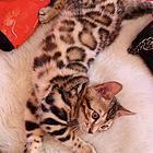 漳州出售纯种孟加拉豹猫 豹猫图片纯种豹猫多少钱