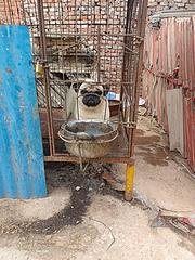 八哥犬年轻种公对外借配