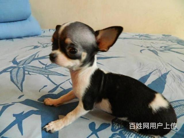 北京哪卖吉娃娃犬纯种吉娃娃犬三个月包退换