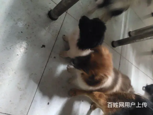 免费赠送小狗的图片