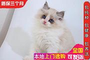 繁育精品双色布偶猫 品相好 甜美可爱 疫苗齐全包健康