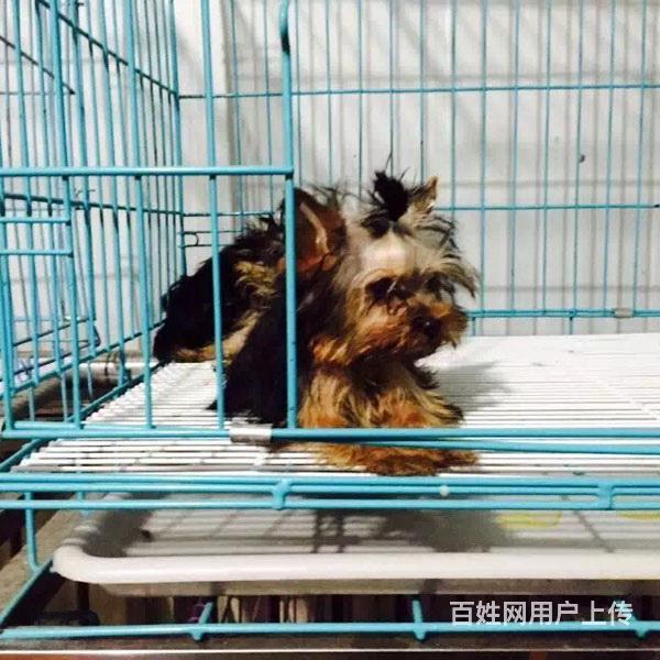 台州哪里买约克夏纯血统◆约克夏幼犬多少钱一只的图片