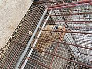 急转柴犬