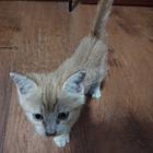 可爱的小猫咪，寻好主人，便宜出售