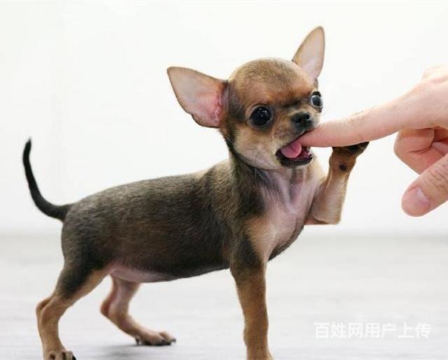 北京宠物 北京狗狗 北京吉娃娃  品种公母公母都有 年龄3个月 联系