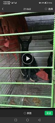黑狼犬纯黑无杂毛