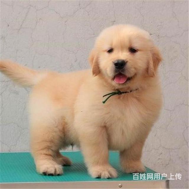 毕节金毛犬基地◆卖金毛犬的地方的图片