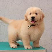 青岛现在卖金毛犬的哪家靠谱些，靠谱的卖金毛犬商户