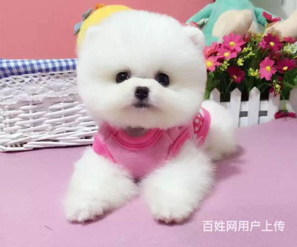 赛级博美犬极品博美幼犬出售北京市博美基地