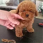三门峡【*推荐】泰迪犬舍‖泰迪养殖场