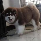 纯种阿拉斯加雪橇犬 巨型阿拉 品相好 骨量毛量