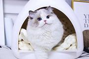 繁育精品双色布偶猫 品相好 甜美可爱 疫苗齐全包健康