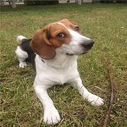 黄石优质比格犬如何挑选，优质比格犬多少钱一个