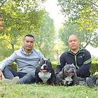 肇庆哪有卖恶霸的 恶霸犬舍 纯种恶霸犬出售