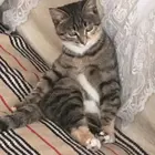寻猫启示