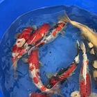 血统锦鲤