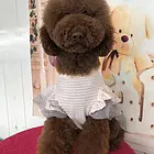 内江正规巨贵犬舍地点联系方式