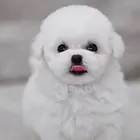 比熊、比熊犬、比熊幼犬 、纯种白色比熊宝宝