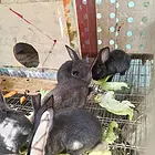 出售小兔