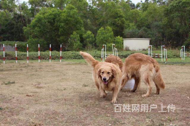 中山市训犬学校 训狗学校 专业训犬学校