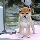 唐山从哪里购买柴犬 哪里可以买到柴犬呢?