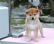 池州柴犬养殖户 繁殖柴犬幼犬的地址
