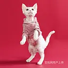 江西抚州纯种纯白德文猫哪里买
