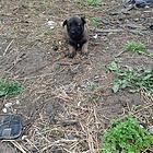小马犬出售