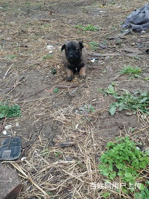 小马犬出售的图片