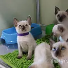 宜昌纯种双血统暹罗猫猫舍直销