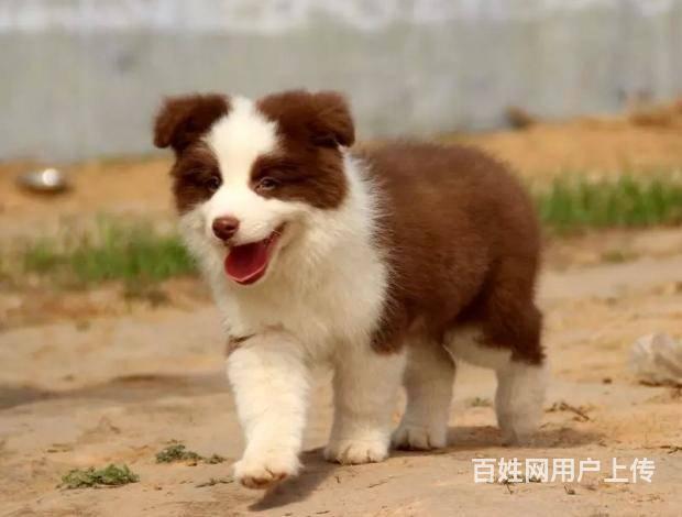 出售边境纯种牧羊犬，赛级品质血统的图片