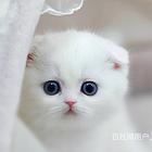 河南焦作纯种英短渐层猫舍直销