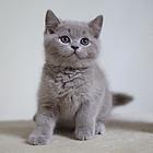 泉州附近哪里有蓝猫卖◆猫场常年卖纯种蓝猫