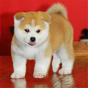 张掖卖秋田犬的犬舍，犬舍秋田犬一般价位